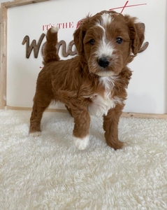 F1B Mini Goldendoodle